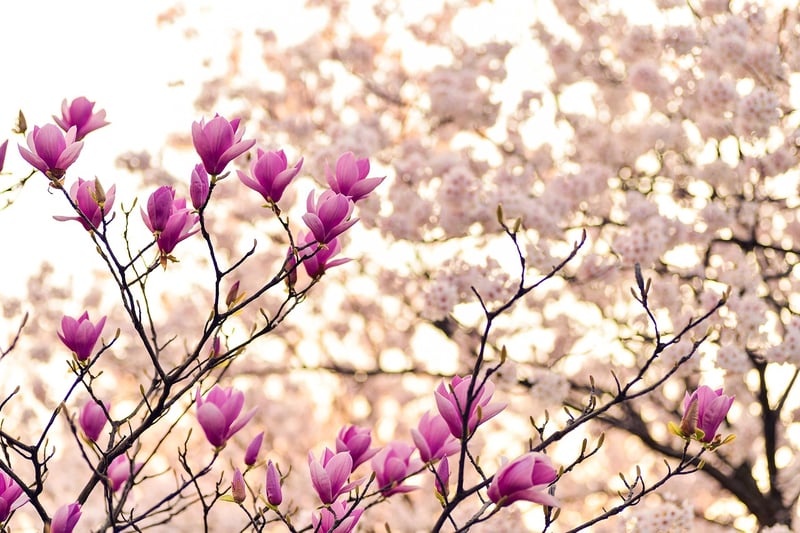 Dreamlike Arboretums